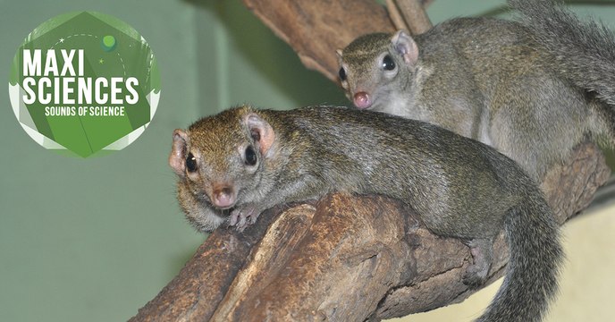 Requin, fusion et tornade de feu, les 8 actus sciences que vous devez connaitre ce 19 juillet