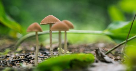 Pourquoi les champignons magiques sont devenus hallucinogènes ? Des chercheurs ont une piste