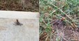 Un Australien surprend une guêpe trainer une araignée bien plus grosse qu'elle dans son jardin