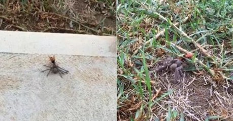 Un Australien surprend une guêpe trainer une araignée bien plus grosse qu'elle dans son jardin