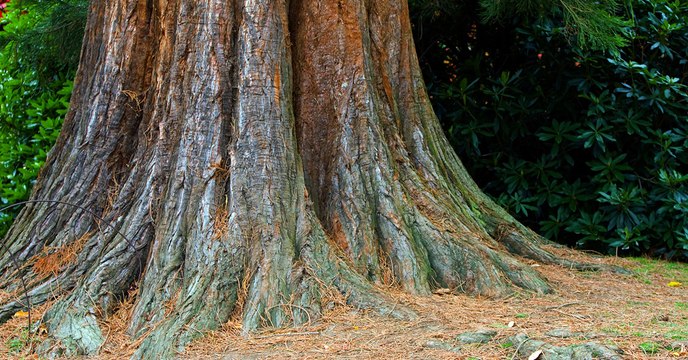 Des chercheurs français révèlent le surprenant pouvoir de l'écorce des arbres