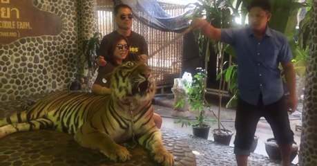 Une vidéo montrant un tigre forcé à faire des photos avec des touristes révolte le web