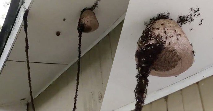 Vidéo : L'incroyable attaque d'une armée de fourmis sur un nid de guêpes filmée au Brésil