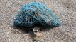 Une tortue morte piégée dans un filet de pêche alerte sur la pollution des océans