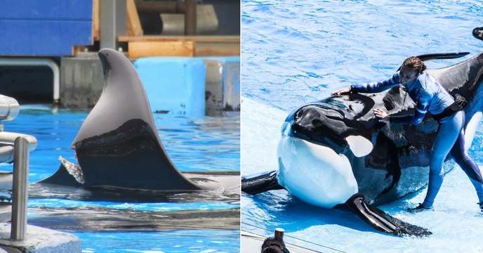 La blessure de Katina, une orque de SeaWorld, relance les critiques sur la captivité des cétacés