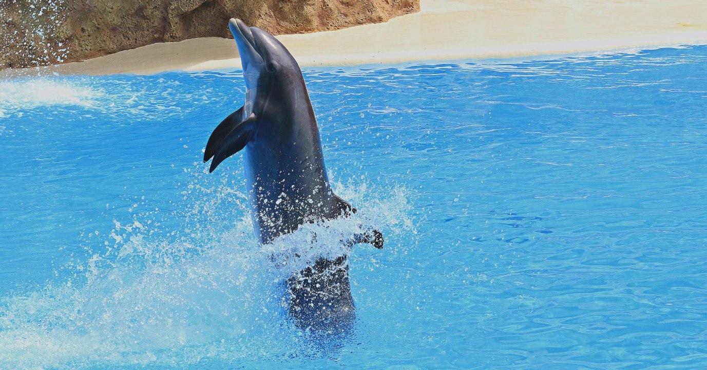 Réseau-Cétacés : pour la captivité des cétacés, "la France est la mauvaise élève de l'Europe"