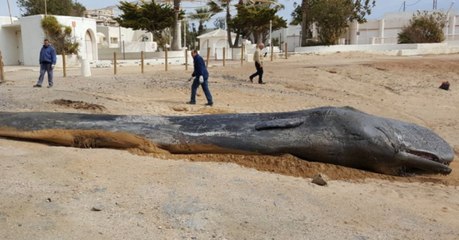 Pollution : près de 30 kilos de plastique découvert dans le ventre d'un cachalot échoué