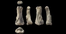 Un os de doigt découvert en Arabie Saoudite réécrit une partie de l'histoire d'Homo sapiens