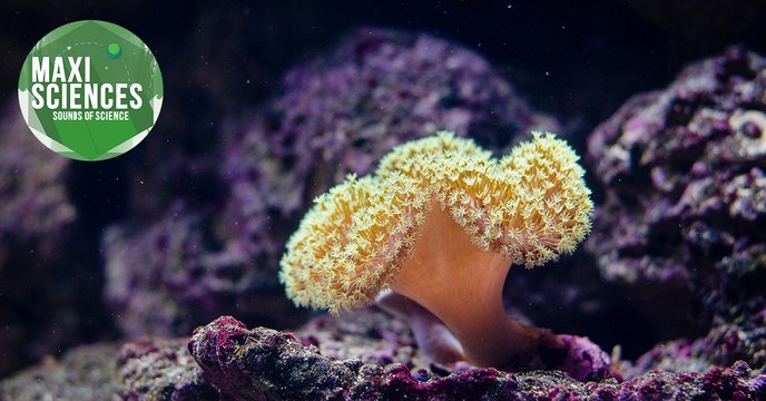 Jupiter, poissons morts et vaccin contre l'acné, les 8 actus sciences que vous devez connaître ce 2 septembre