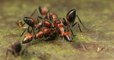 Une nouvelle espèce de fourmi fait exploser son abdomen pour couvrir ses ennemis d'entrailles