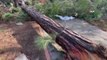 Alanya'da hortum yıktı geçti... 20 bin metrekarelik muz serası yerle bir oldu,ağaçlar yerinden söküldü, okulun çatısı uçtu