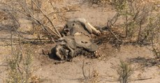 Près de 90 éléphants retrouvés morts tués par des braconniers au Botswana