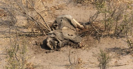 Près de 90 éléphants retrouvés morts tués par des braconniers au Botswana