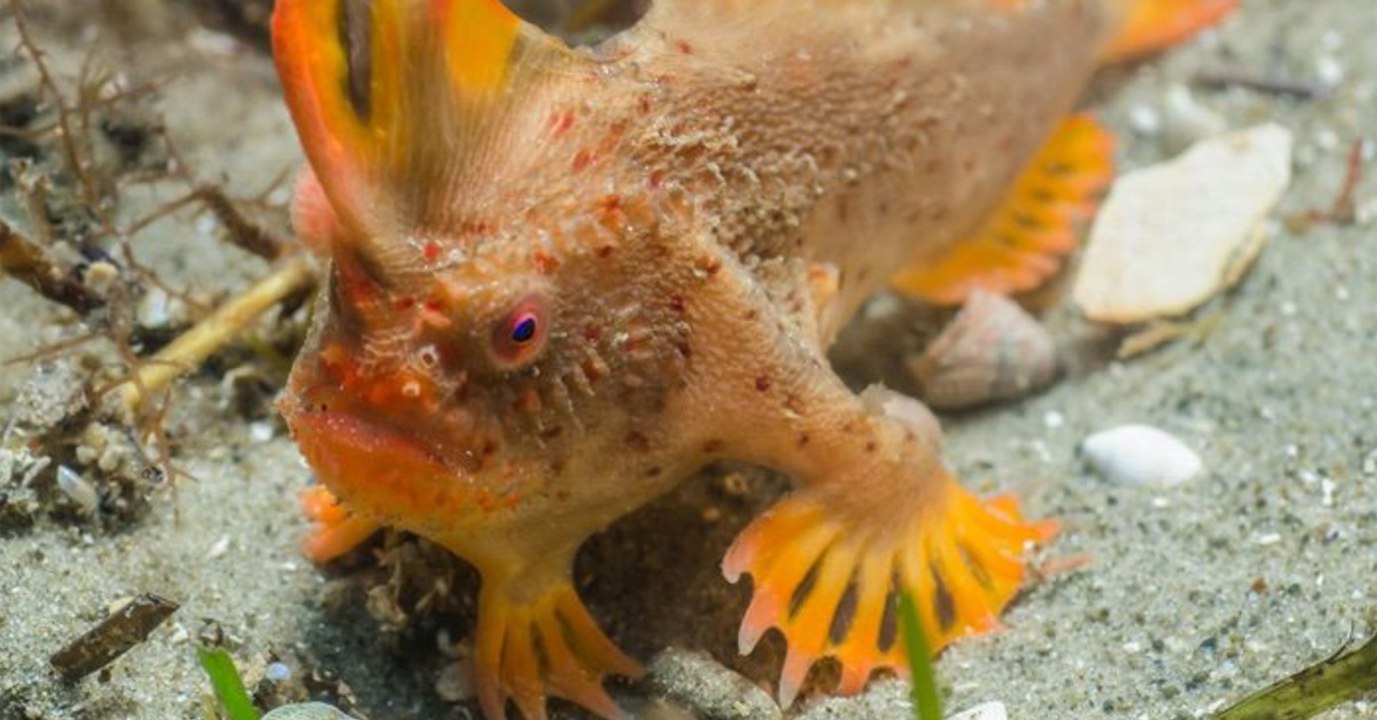 En Tasmanie, l’un des poissons les plus rares au monde double ses effectifs