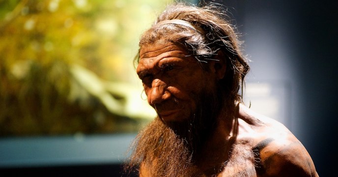 Des scientifiques ont mis au point des mini-cerveaux artificiels conçus à partir d'ADN néandertalien