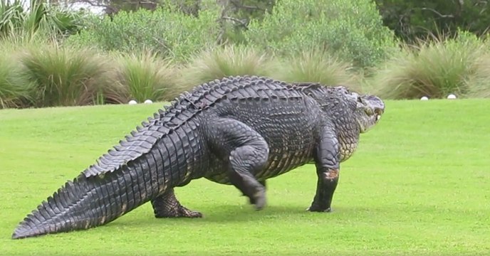 Quand un énorme alligator traverse tranquillement un cours de golf aux Etats-Unis