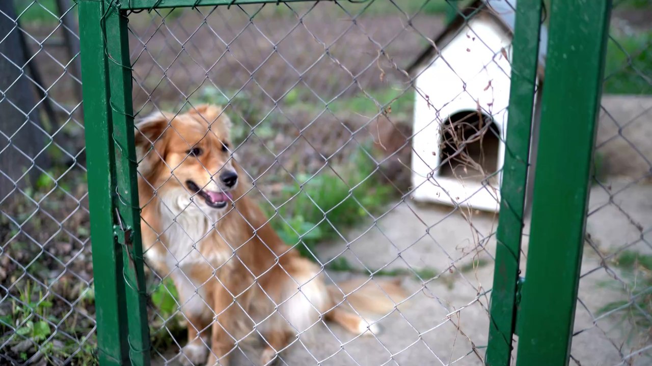 'Unsichtbarer' Hund verbringt sieben einsame Jahre in Zwinger ohne Adoption
