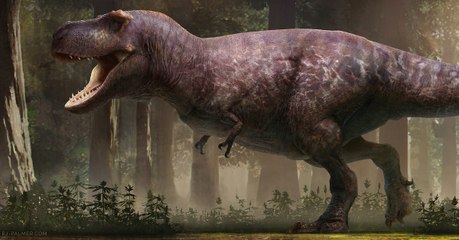Tyrannosaurus rex : la plus fidèle reconstruction du dinosaure jamais réalisée