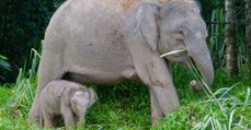 Six éléphants pygmées ont été découverts morts sur l'île de Bornéo