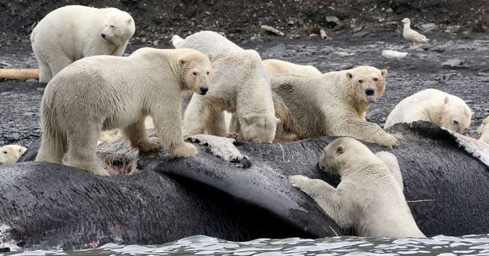 Avec le réchauffement climatique, les carcasses de baleines ne suffiront plus à nourrir les ours polaires