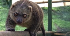 Un couscou des Célèbes naît pour la première fois en captivité au zoo de Wroclaw en Pologne