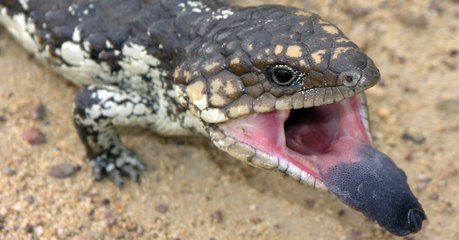 La langue "ultraviolette" du scinque à langue bleue lui permet de repousser ses prédateurs