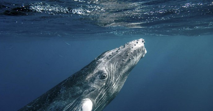 Les baleines à bosse cessent de chanter quand les navires font du bruit