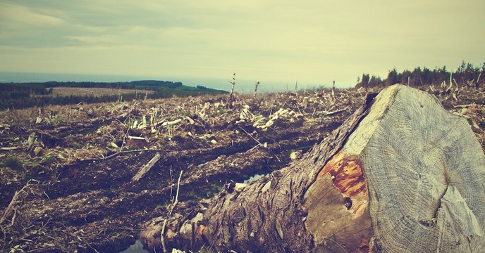 Il y deux mille ans, certaines pratiques agricoles avaient déjà de lourdes conséquences sur l'environnement