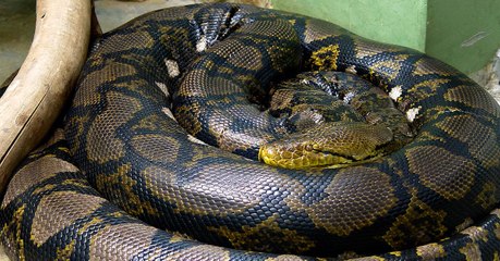 Indonésie : un python de sept mètres a avalé une femme