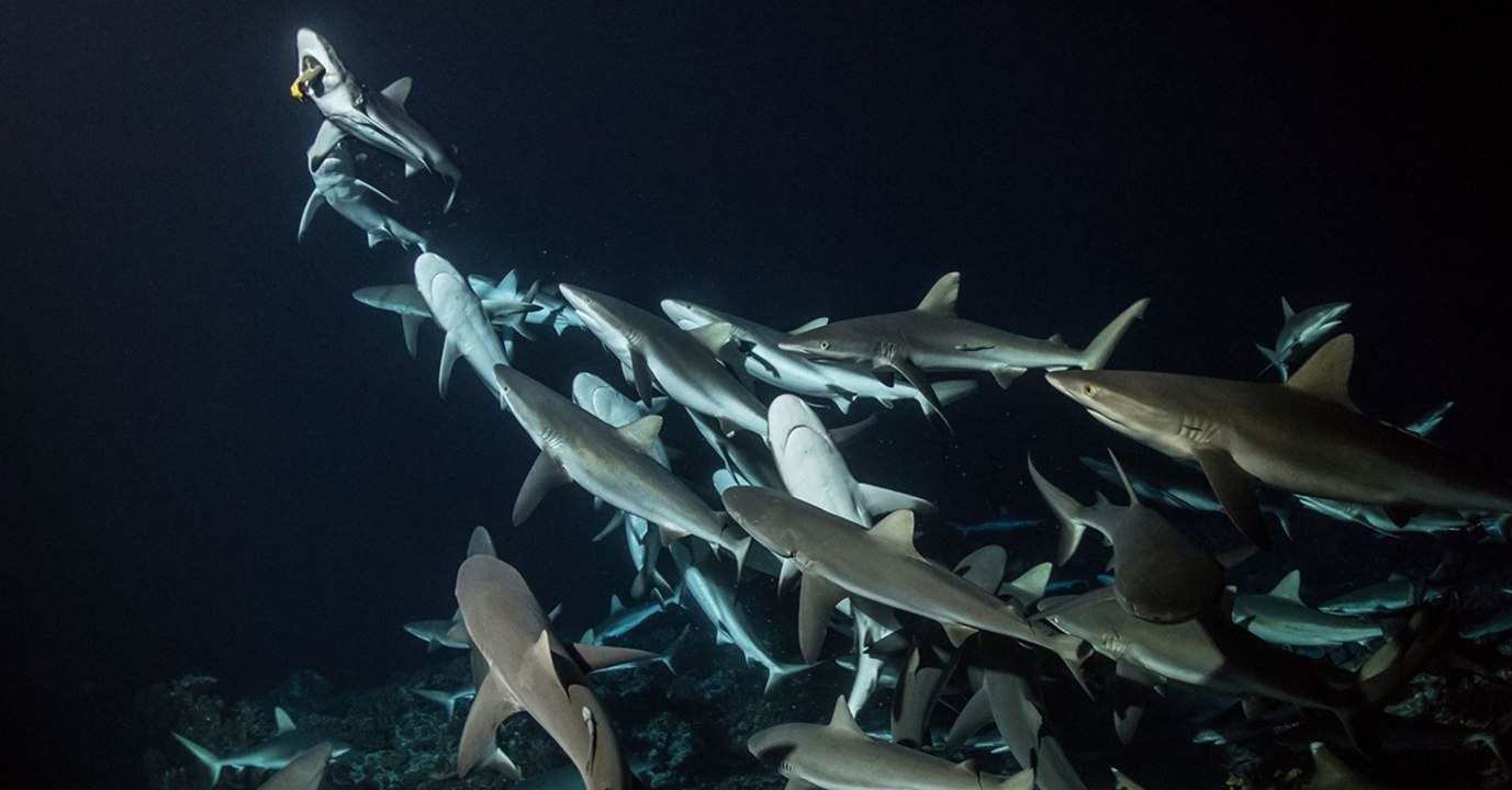 700 requins dans la nuit : Laurent Ballesta plonge au coeur de mêlée pour une enquête sous-marine passionnante