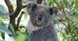 Feu en Australie : environ 1.000 koalas seraient décédés après les incendies