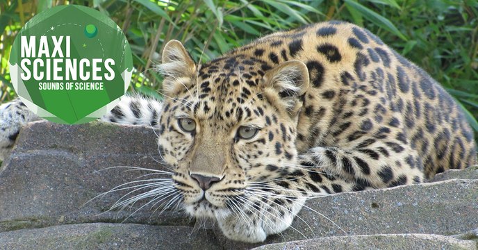 Régime sans gluten, microscope surpuissant et léopards, les 8 actus sciences que vous devez connaitre ce 16 juillet