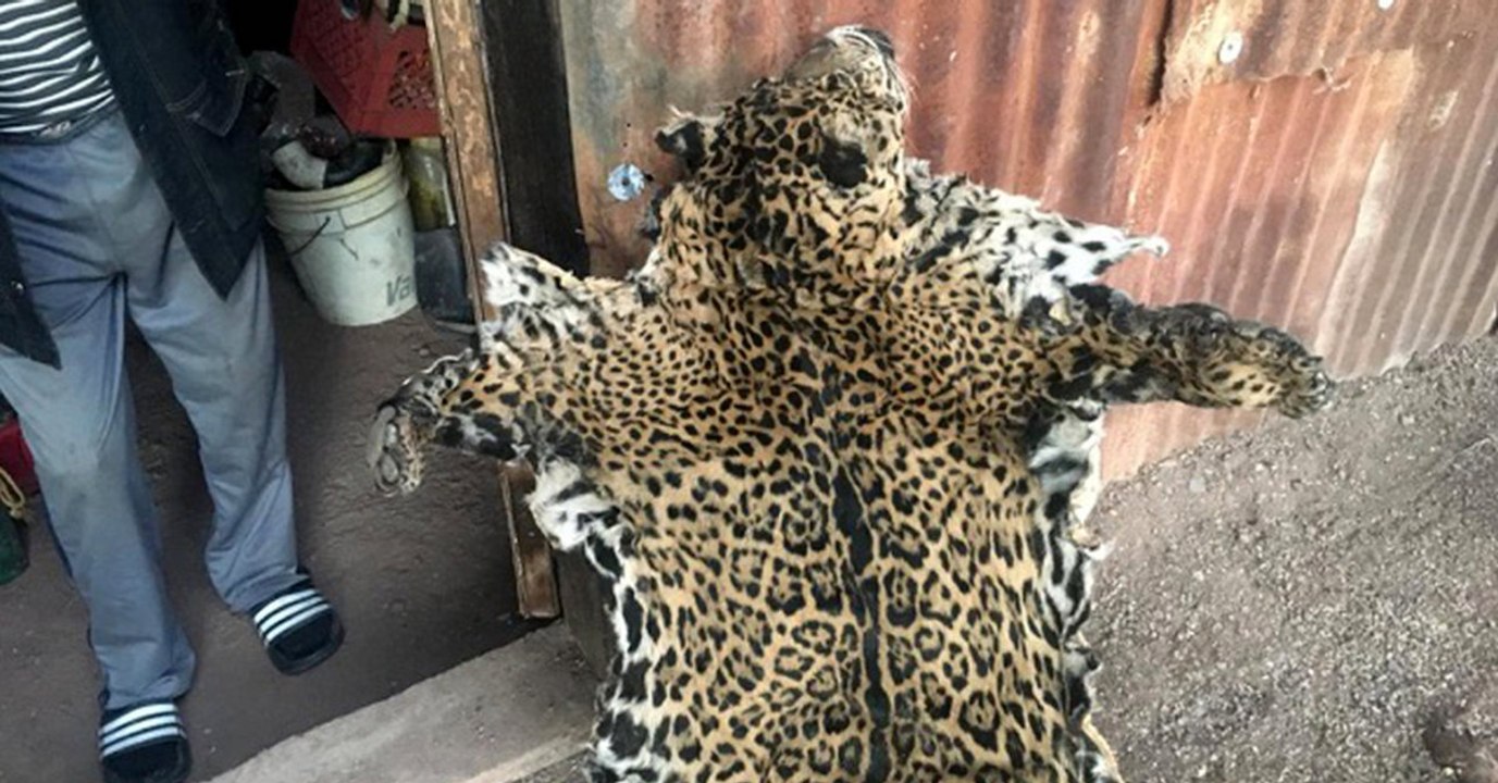 Jaguar : l'un des derniers spécimens sauvages vivant aux Etats-Unis aurait été abattu