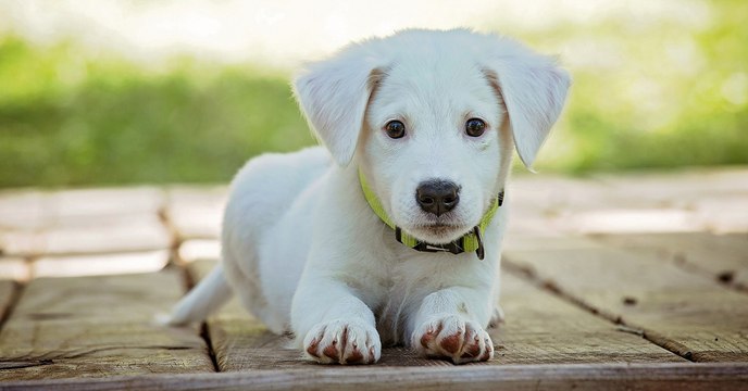 Calculer l'âge d'un chien : non, une année humaine ne correspond pas à sept années de chien