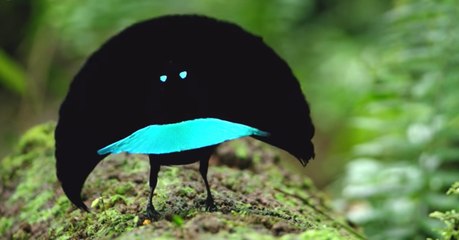 Un nouvel oiseau de paradis identifié grâce à sa drôle de danse en Nouvelle-Guinée