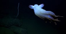 Les images rares d'une pieuvre Dumbo filmées dans les profondeurs au larges de la Californie