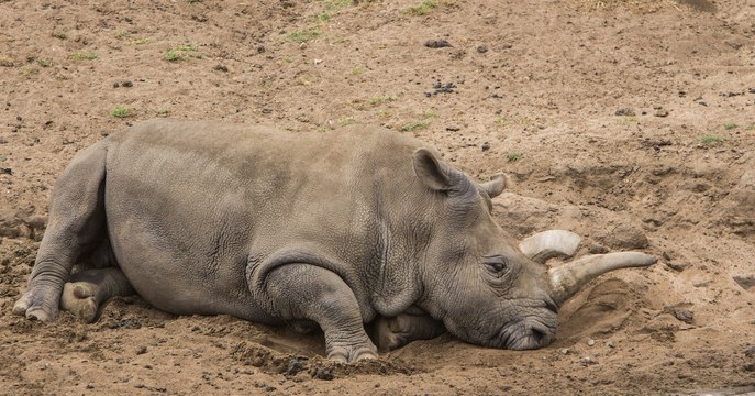 Rhinocéros blanc : des embryons in vitro, dernier espoir d’une sous-espèce quasi éteinte ?