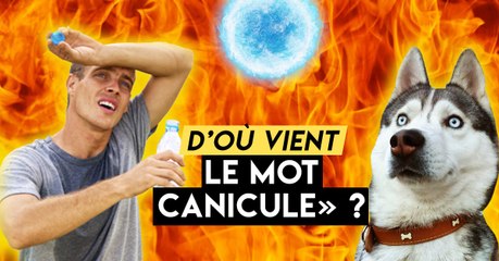 Canicule : l'étrange origine d'un mot, lié aux étoiles et aux chiens