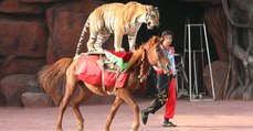 En Chine, les cirques ne renoncent pas aux animaux sauvages malgré les scandales