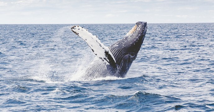 Des chercheurs étudient le stress des baleines à l'aide... de leur cérumen !