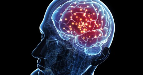 Voici pourquoi le cerveau humain serait devenu aussi gros selon une nouvelle étude