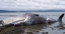 Un cachalot s'échoue en Indonésie avec 6 kg de plastique dans le ventre