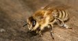 Certaines abeilles ont 4 parents et pas de mère et les scientifiques ignorent pourquoi