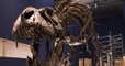 Un T. rex à Paris : Trix, l'un des tyrannosaures les plus complets retrouvés dévoile une longue vie mouvementée