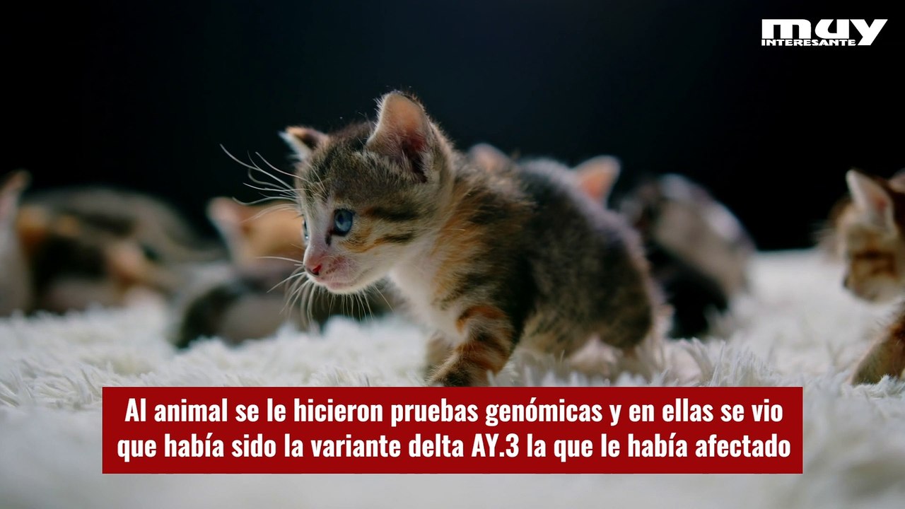 Los gatos pueden contagiarse de las nuevas variantes de COVID-19