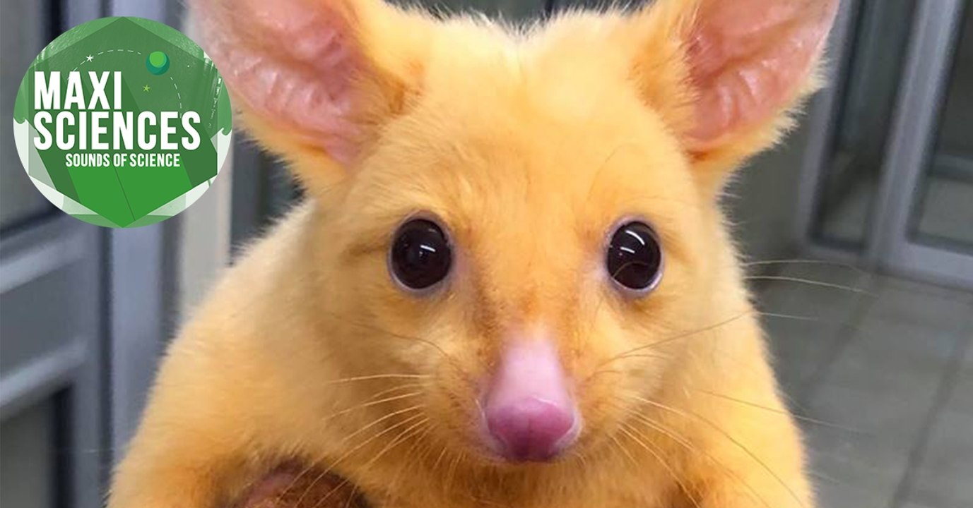 Einstein, Pikachu et gilets jaunes canadiens, les 8 actus sciences que vous devez connaître ce 6 décembre