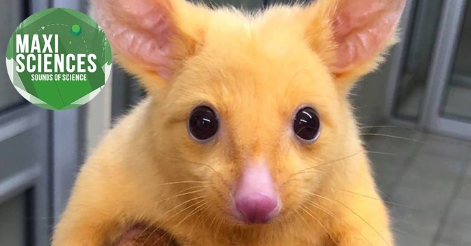 Einstein, Pikachu et gilets jaunes canadiens, les 8 actus sciences que vous devez connaître ce 6 décembre