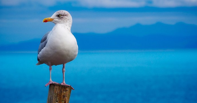 En concurrence avec la pêche industrielle, les oiseaux marins sont affamés