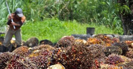 Le Sénat rend sa décision sur la fiscalité de l'huile de palme comme biocarburant