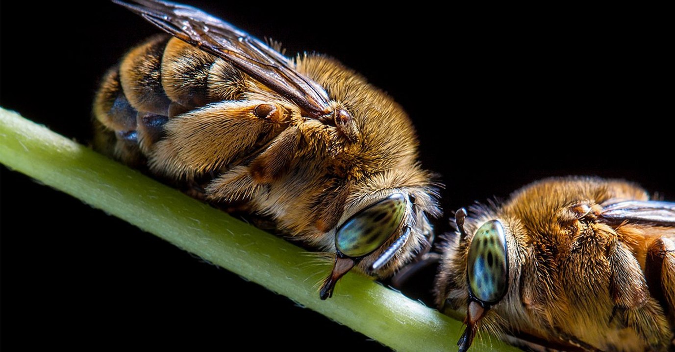 Les insectes dorment-ils  ?